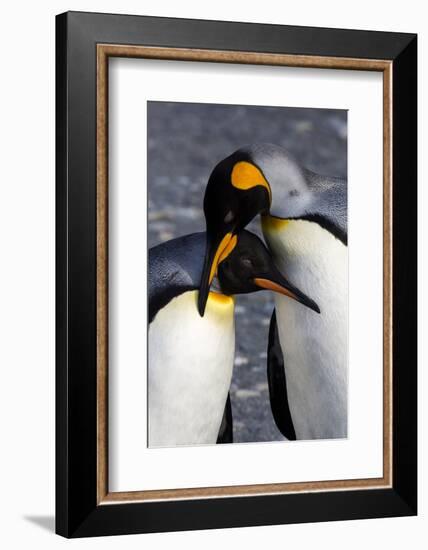 Antarctica, South Georgia Island. St. Andrew's Bay, pair of King Penguins-Hollice Looney-Framed Photographic Print