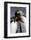 Antarctica, South Georgia Island. St. Andrew's Bay, pair of King Penguins-Hollice Looney-Framed Photographic Print