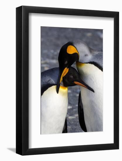 Antarctica, South Georgia Island. St. Andrew's Bay, pair of King Penguins-Hollice Looney-Framed Photographic Print