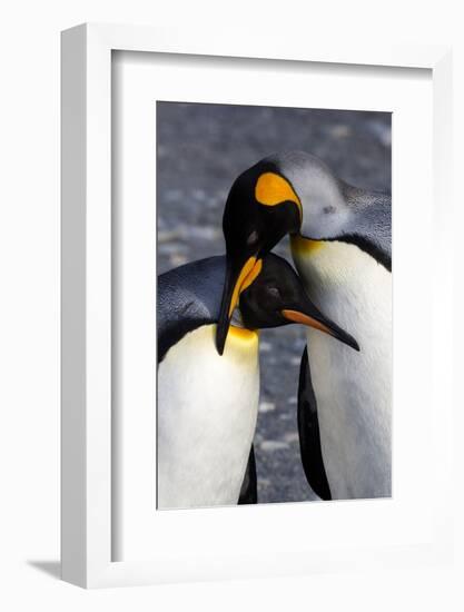 Antarctica, South Georgia Island. St. Andrew's Bay, pair of King Penguins-Hollice Looney-Framed Photographic Print