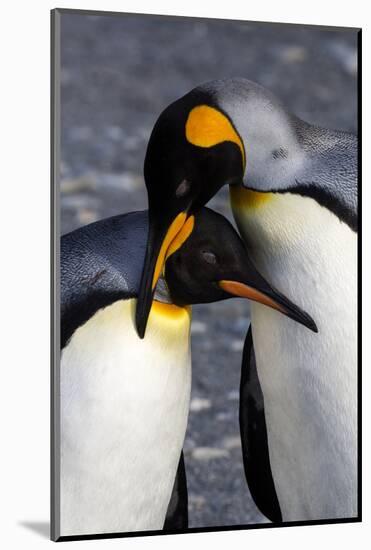 Antarctica, South Georgia Island. St. Andrew's Bay, pair of King Penguins-Hollice Looney-Mounted Photographic Print