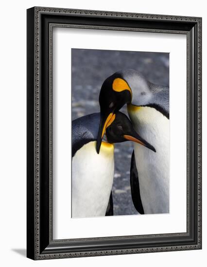 Antarctica, South Georgia Island. St. Andrew's Bay, pair of King Penguins-Hollice Looney-Framed Photographic Print