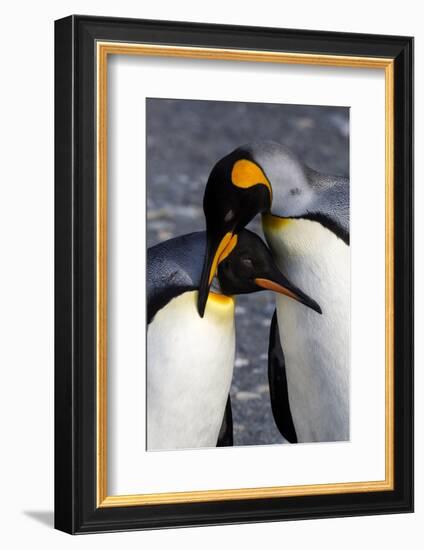 Antarctica, South Georgia Island. St. Andrew's Bay, pair of King Penguins-Hollice Looney-Framed Photographic Print