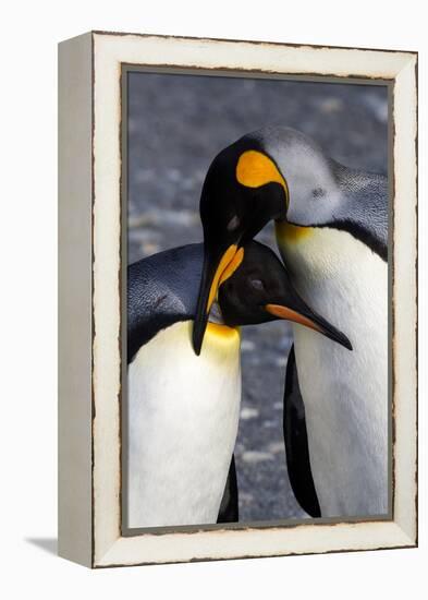 Antarctica, South Georgia Island. St. Andrew's Bay, pair of King Penguins-Hollice Looney-Framed Premier Image Canvas