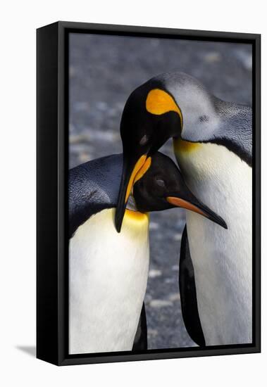 Antarctica, South Georgia Island. St. Andrew's Bay, pair of King Penguins-Hollice Looney-Framed Premier Image Canvas