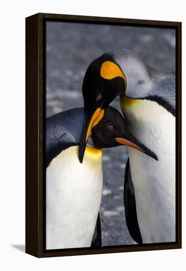 Antarctica, South Georgia Island. St. Andrew's Bay, pair of King Penguins-Hollice Looney-Framed Premier Image Canvas