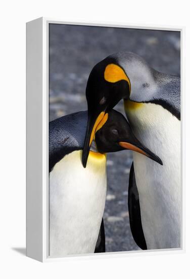 Antarctica, South Georgia Island. St. Andrew's Bay, pair of King Penguins-Hollice Looney-Framed Premier Image Canvas