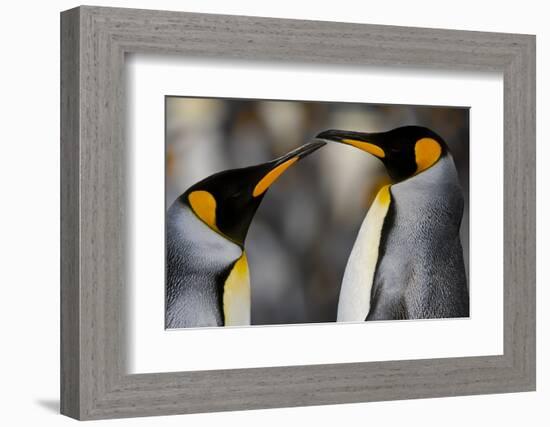 Antarctica, South Georgia, King penguin pair-George Theodore-Framed Photographic Print