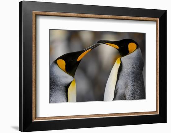 Antarctica, South Georgia, King penguin pair-George Theodore-Framed Photographic Print