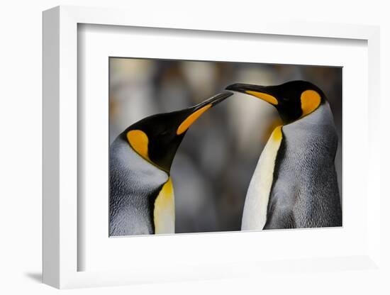 Antarctica, South Georgia, King penguin pair-George Theodore-Framed Photographic Print