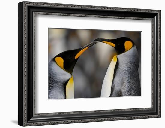 Antarctica, South Georgia, King penguin pair-George Theodore-Framed Photographic Print