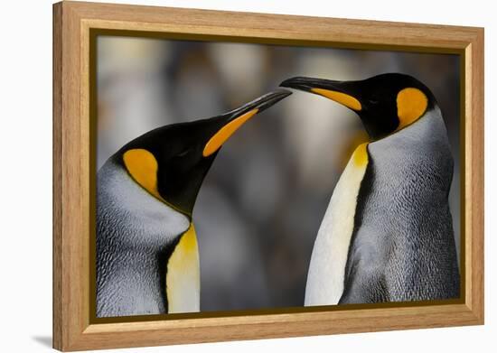 Antarctica, South Georgia, King penguin pair-George Theodore-Framed Premier Image Canvas