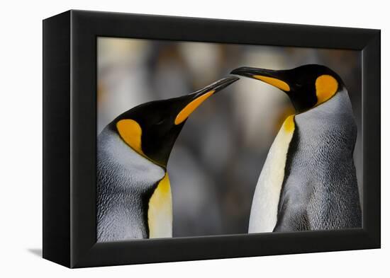 Antarctica, South Georgia, King penguin pair-George Theodore-Framed Premier Image Canvas