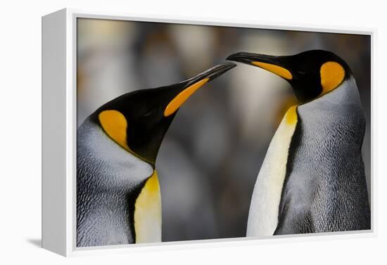 Antarctica, South Georgia, King penguin pair-George Theodore-Framed Premier Image Canvas