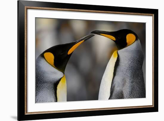 Antarctica, South Georgia, King penguin pair-George Theodore-Framed Premium Photographic Print