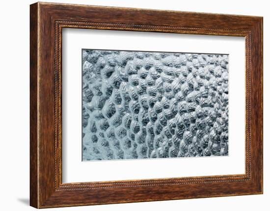 Antarctica, Southern Ocean, South Orkney Islands. Ice detail.-Cindy Miller Hopkins-Framed Photographic Print