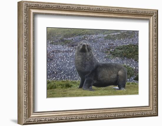 Antarctica, St. George Island. Fur seal close-up and thousands of king penguins in background.-Jaynes Gallery-Framed Photographic Print