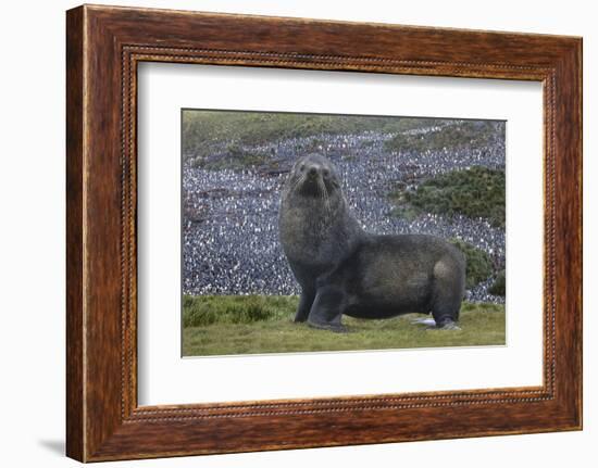 Antarctica, St. George Island. Fur seal close-up and thousands of king penguins in background.-Jaynes Gallery-Framed Photographic Print