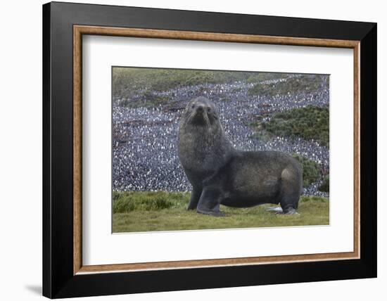 Antarctica, St. George Island. Fur seal close-up and thousands of king penguins in background.-Jaynes Gallery-Framed Photographic Print