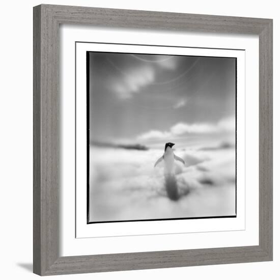 Antarctica, Torgerson Island, Adelie Penguin standing on snow.-Paul Souders-Framed Photographic Print