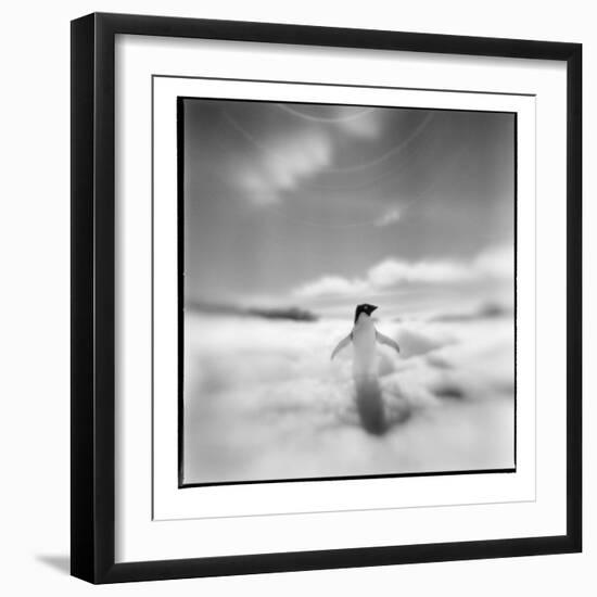 Antarctica, Torgerson Island, Adelie Penguin standing on snow.-Paul Souders-Framed Photographic Print