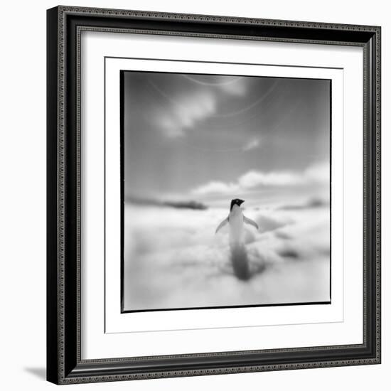 Antarctica, Torgerson Island, Adelie Penguin standing on snow.-Paul Souders-Framed Photographic Print