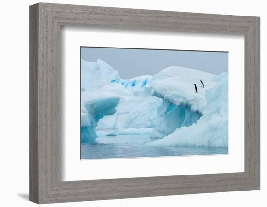 Antarctica, Vega Island, aka Devil Island. Adelie penguins on blue iceberg.-Cindy Miller Hopkins-Framed Photographic Print