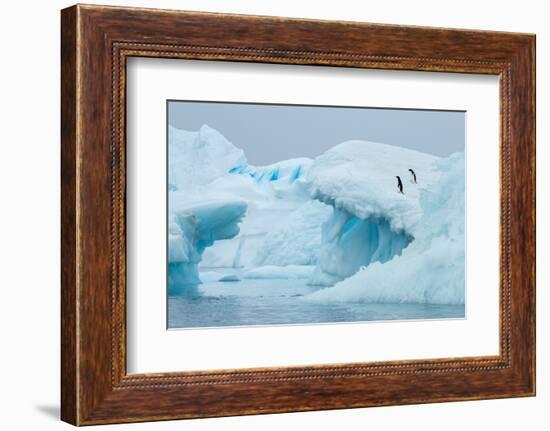 Antarctica, Vega Island, aka Devil Island. Adelie penguins on blue iceberg.-Cindy Miller Hopkins-Framed Photographic Print