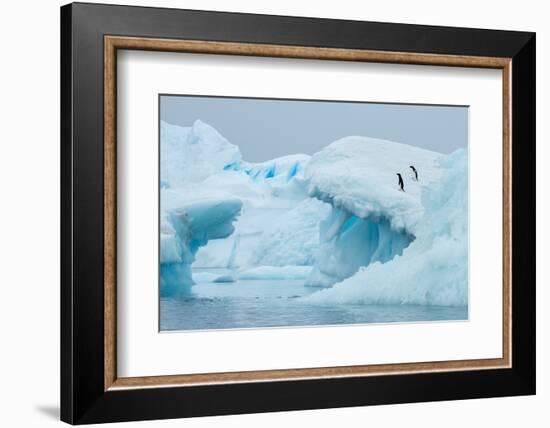 Antarctica, Vega Island, aka Devil Island. Adelie penguins on blue iceberg.-Cindy Miller Hopkins-Framed Photographic Print