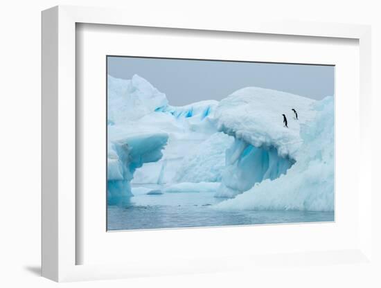 Antarctica, Vega Island, aka Devil Island. Adelie penguins on blue iceberg.-Cindy Miller Hopkins-Framed Photographic Print