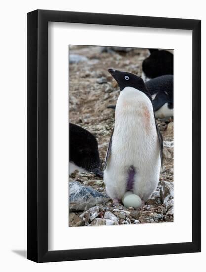 Antarctica, Vega Island, aka Devil Island. Nesting colony of Adelie penguin with 2 eggs.-Cindy Miller Hopkins-Framed Photographic Print