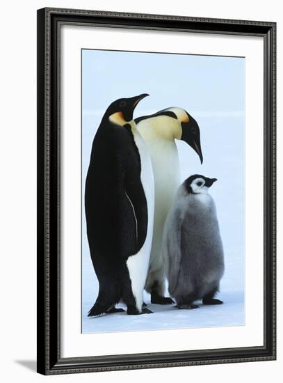 Antarctica Weddel Sea Atka Bay Emperor Penguin Family-Nosnibor137-Framed Photographic Print