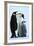 Antarctica Weddel Sea Atka Bay Emperor Penguin Family-Nosnibor137-Framed Photographic Print