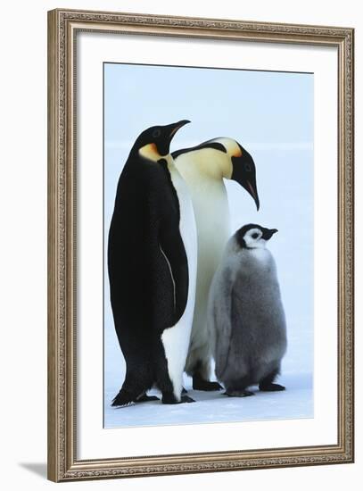 Antarctica Weddel Sea Atka Bay Emperor Penguin Family-Nosnibor137-Framed Photographic Print