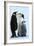 Antarctica Weddel Sea Atka Bay Emperor Penguin Family-Nosnibor137-Framed Photographic Print