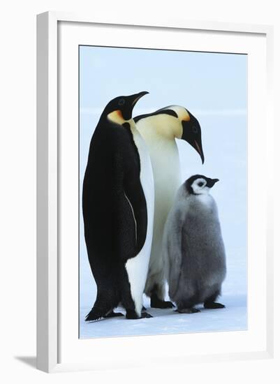 Antarctica Weddel Sea Atka Bay Emperor Penguin Family-Nosnibor137-Framed Photographic Print