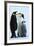 Antarctica Weddel Sea Atka Bay Emperor Penguin Family-Nosnibor137-Framed Photographic Print