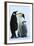 Antarctica Weddel Sea Atka Bay Emperor Penguin Family-Nosnibor137-Framed Photographic Print