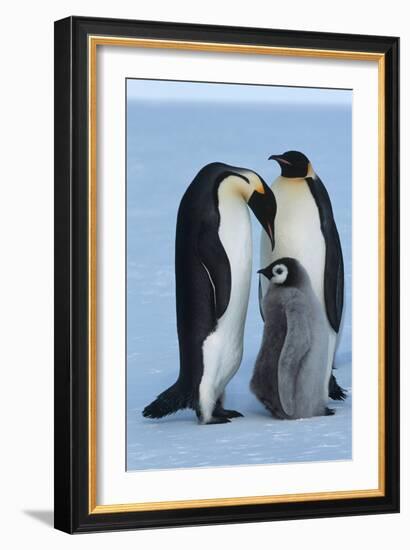 Antarctica, Weddel Sea, Atka Bay, Emperor Penguin Family-moodboard-Framed Photographic Print