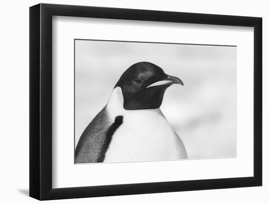 Antarctica, Weddell Sea, Snow Hill colony. Emperor penguin head close-up.-Cindy Miller Hopkins-Framed Photographic Print