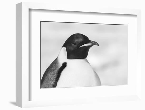 Antarctica, Weddell Sea, Snow Hill colony. Emperor penguin head close-up.-Cindy Miller Hopkins-Framed Photographic Print