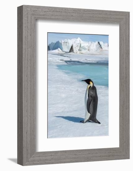 Antarctica, Weddell Sea, Snow Hill. Emperor penguin-Cindy Miller Hopkins-Framed Photographic Print