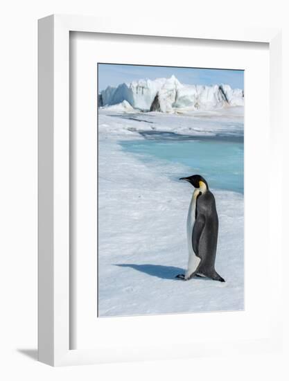 Antarctica, Weddell Sea, Snow Hill. Emperor penguin-Cindy Miller Hopkins-Framed Photographic Print