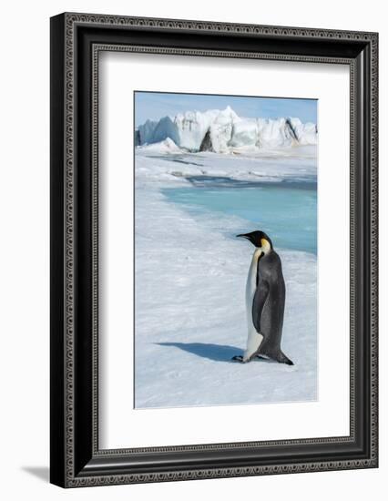 Antarctica, Weddell Sea, Snow Hill. Emperor penguin-Cindy Miller Hopkins-Framed Photographic Print