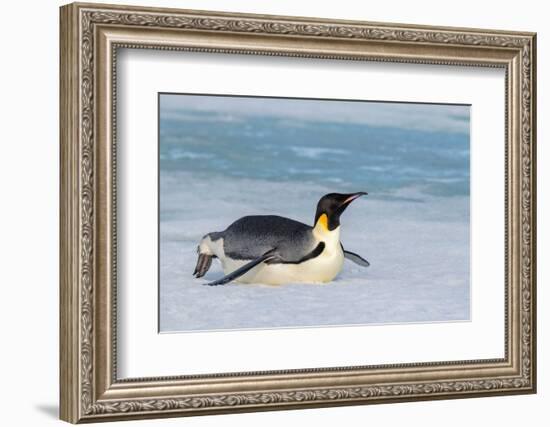 Antarctica, Weddell Sea, Snow Hill. Emperor penguin-Cindy Miller Hopkins-Framed Photographic Print