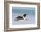 Antarctica, Weddell Sea, Snow Hill. Emperor penguin-Cindy Miller Hopkins-Framed Photographic Print