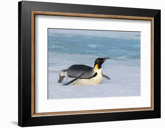 Antarctica, Weddell Sea, Snow Hill. Emperor penguin-Cindy Miller Hopkins-Framed Photographic Print