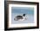 Antarctica, Weddell Sea, Snow Hill. Emperor penguin-Cindy Miller Hopkins-Framed Photographic Print