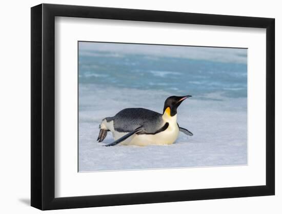 Antarctica, Weddell Sea, Snow Hill. Emperor penguin-Cindy Miller Hopkins-Framed Photographic Print