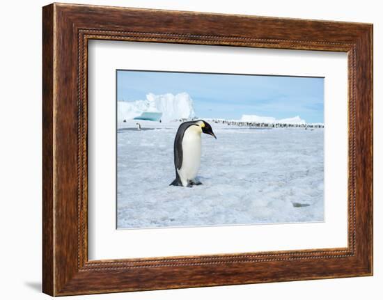 Antarctica, Weddell Sea, Snow Hill. Emperor penguins adult with colony in distance.-Cindy Miller Hopkins-Framed Photographic Print